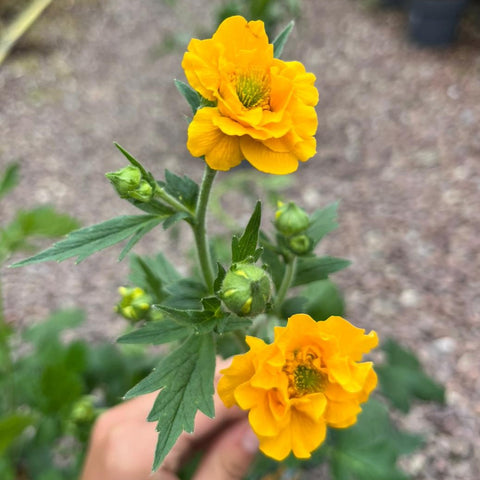 Geum 'Goldball' - Benoîte