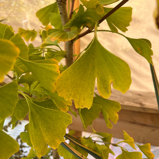 Ginko Biloba