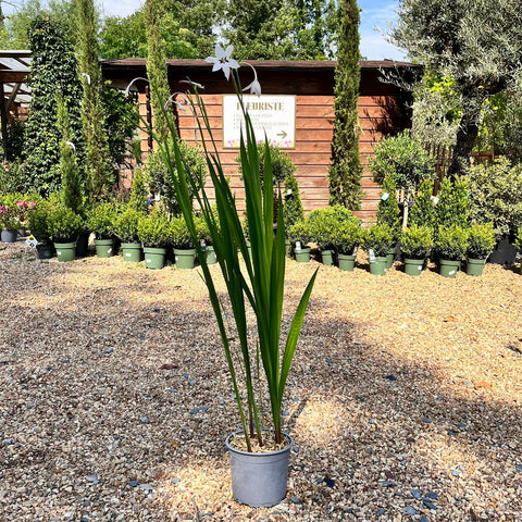 Gladiolus callianthus