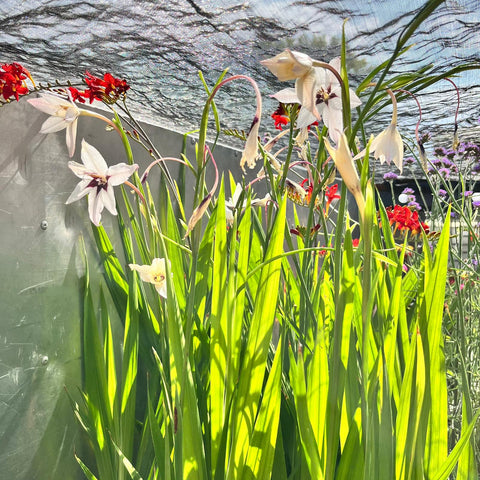 Gladiolus callianthus