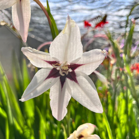 Gladiolus callianthus