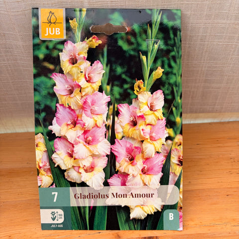 Glaïeul 'Mon amour' - 7 bulbes