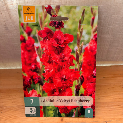 Glaïeul 'Velvert Rasberry' - 7 bulbes