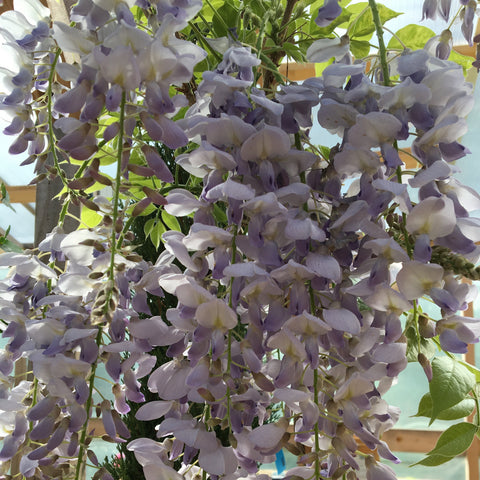 Glycine Wisteria Floribunda Prolific - Fleurs Bleues - Plante Grimpante Pot 11cm Hauteur 40cm