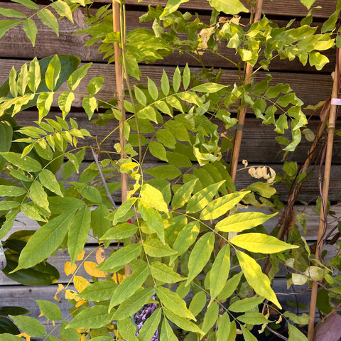 Glycine blanche du Japon