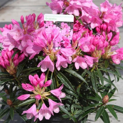 Rhododendron 'Graziella'