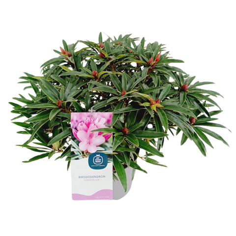 Rhododendron 'Graziella'
