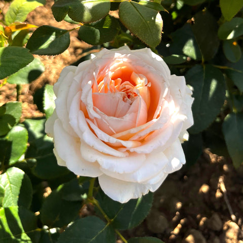 Rosier à grandes fleurs 'Gruaud Larose'
