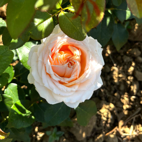 Rosier à grandes fleurs 'Gruaud Larose' - Sur tige