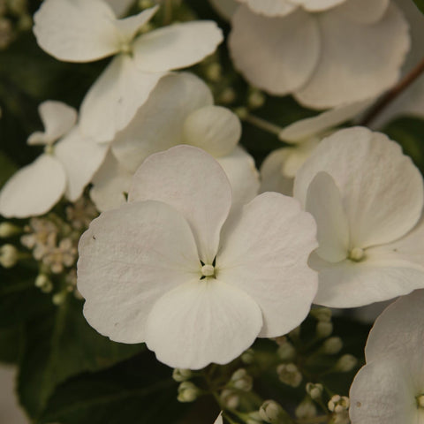 Hortensia 'Runaway Bride'®