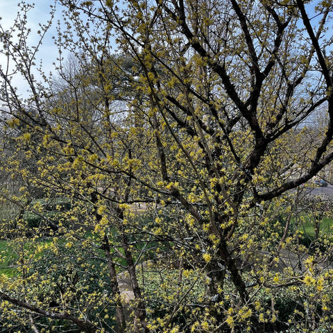 Hamamelis 'Arnold Promise'