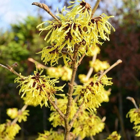 Hamamelis 'Arnold Promise'