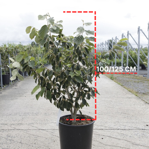 Hamamelis 'Arnold Promise'