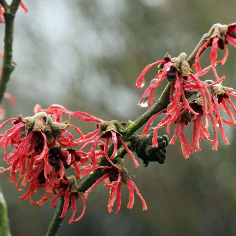 Hamamelis 'Ruby Glow'