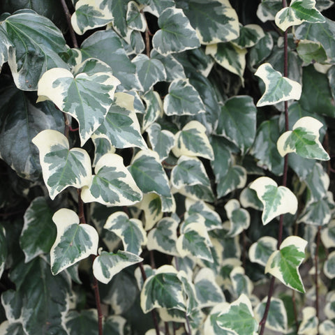 Lierre 'gloire de marengo'