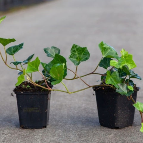 Lierre - Hedera hibernica