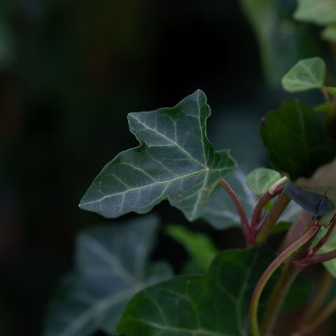 Lierre - Hedera hibernica