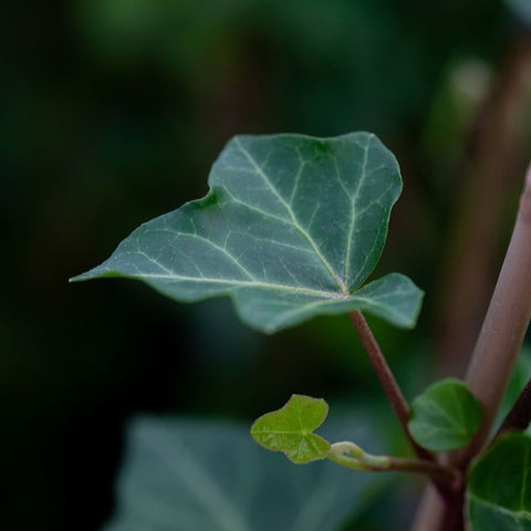 Lierre - Hedera hibernica