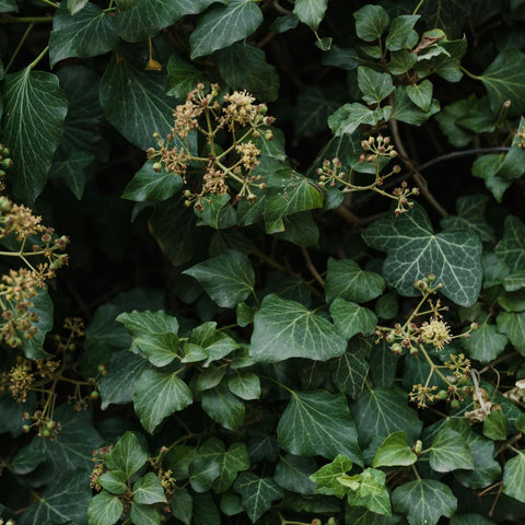 Lierre - Hedera hibernica
