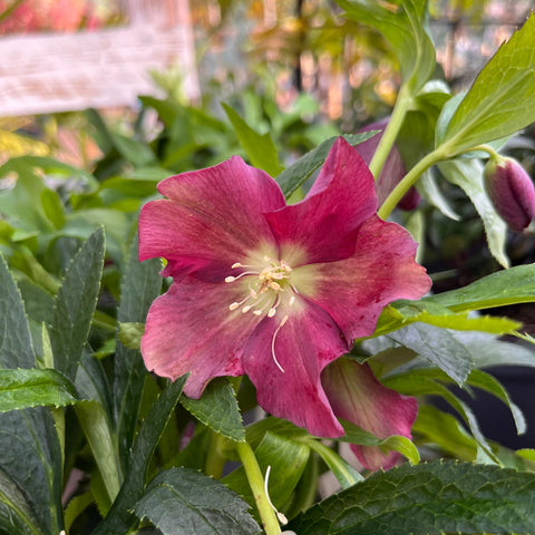 Hellebore 'Hello red'