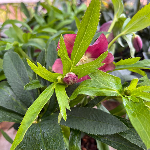 Hellebore 'Hello red'