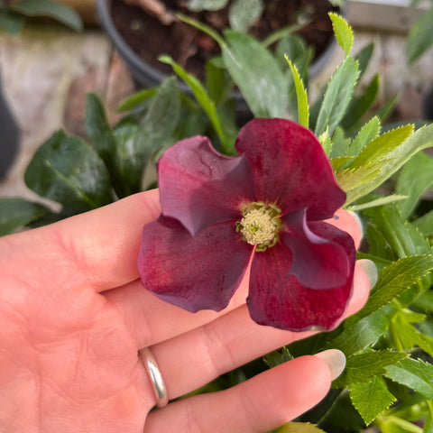 Hellebore 'Hello red'