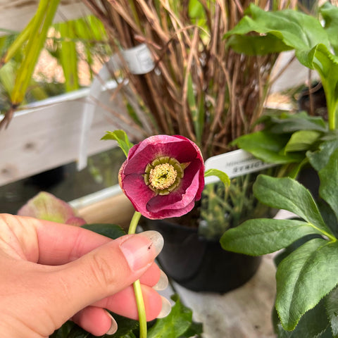 Hellebore 'Hello pink'