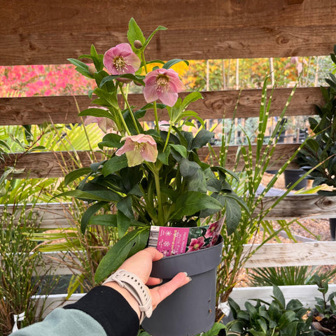 Hellebore 'Hello pink'