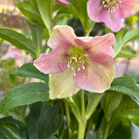 Hellebore 'Hello pink'