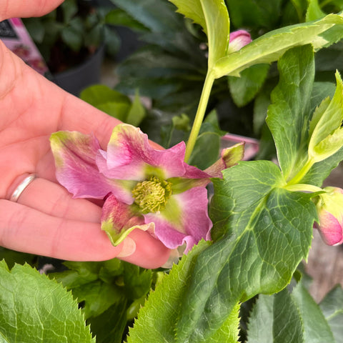 Hellebore 'Hello pink'