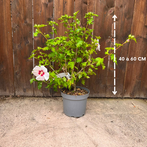 Hibiscus 'Red Heart'