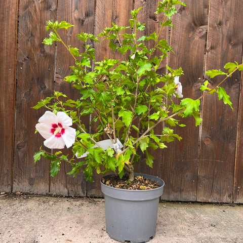 Hibiscus 'Red Heart'