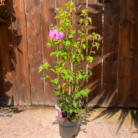 Hibiscus 'Rose Moon'