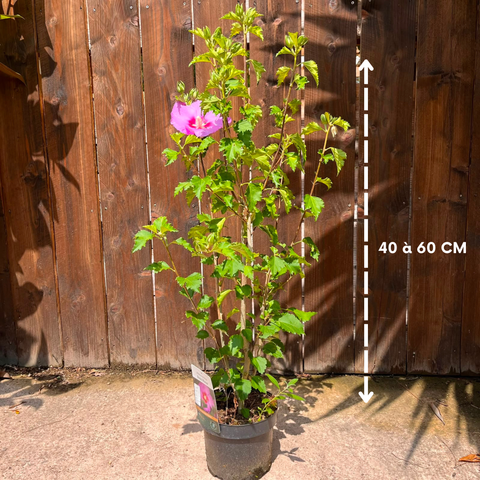 Hibiscus 'Rose Moon'