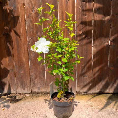 Hibiscus 'White Chiffon'