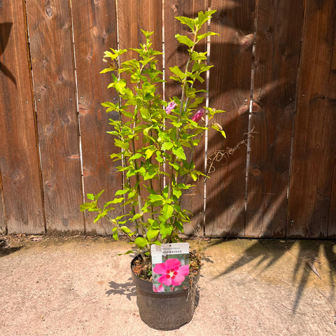 Hibiscus 'Woodbridge'