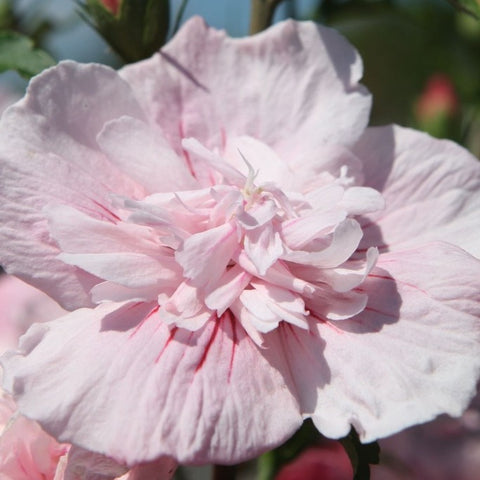 Hibiscus syriacus 'Pink Chiffon' - Althéa rose pâle