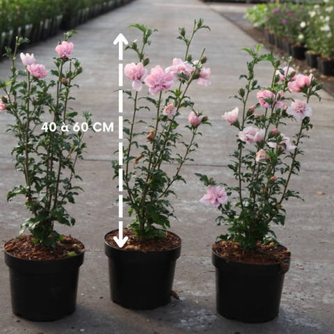 Hibiscus syriacus 'Pink Chiffon' - Althéa rose pâle