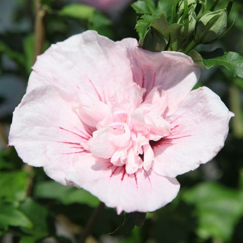 Hibiscus syriacus 'Pink Chiffon' - Althéa rose pâle