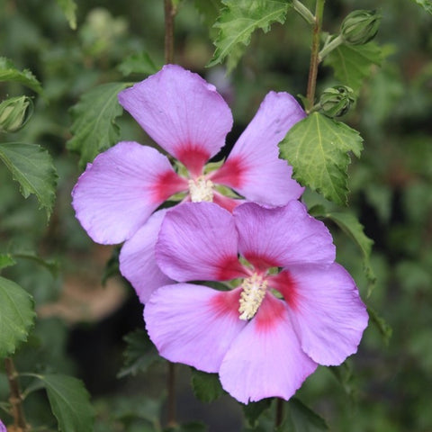 Hibiscus 'Rose Moon'