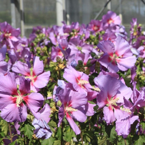 Hibiscus 'Rose Moon'
