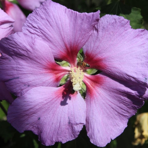 Hibiscus 'Rose Moon'