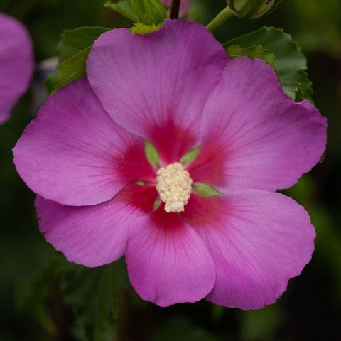 Hibiscus 'Rose Moon'