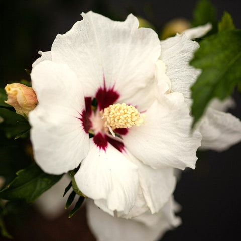 Hibiscus 'Red Heart'