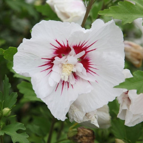 Hibiscus 'Red Heart'