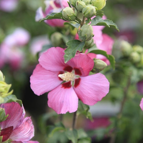 Hibiscus 'Woodbridge'