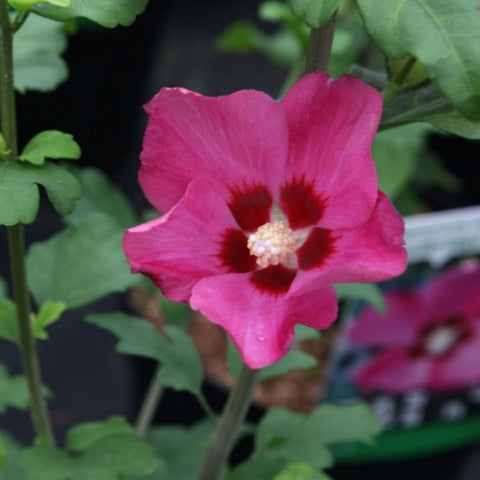 Hibiscus 'Woodbridge'