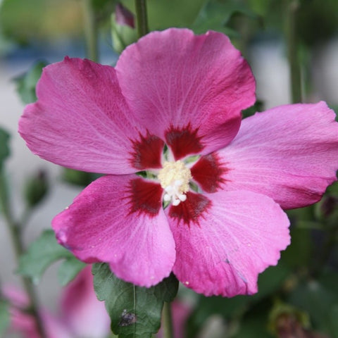 Hibiscus 'Woodbridge'