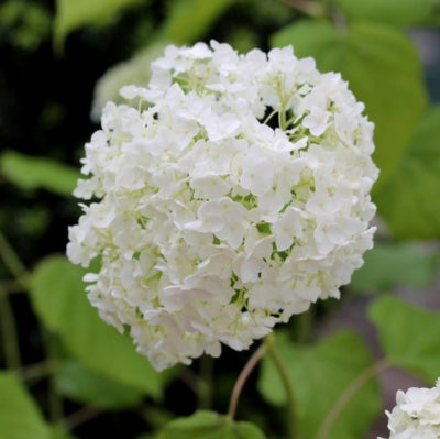 Hortensia 'Annabelle'