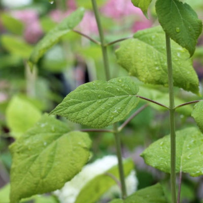 Hortensia 'Annabelle'